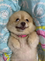 free.zappful.com34373