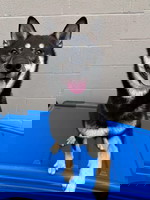 Snaxalot