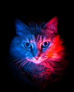 RetroCat
