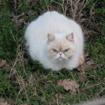 miky5