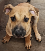 Bruno_0605