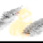 heusbx