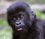 BabyGorilla