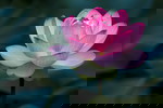 mrlotus