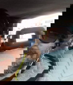 rodolforizzo76